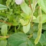 Desmodium incanum ফল