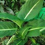 Dieffenbachia oerstedii Hoja