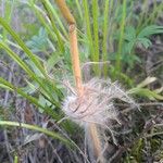 Pulsatilla patens Sonstige