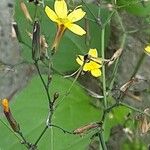 Lactuca muralis Habit