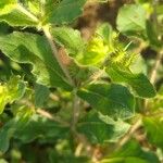 Acanthospermum hispidum Fruit