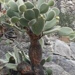 Opuntia leucotricha Blatt