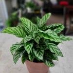 Calathea concinna Leaf