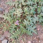 Solanum virginianum Blüte