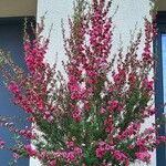 Leptospermum scopariumFiore