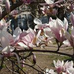 Magnolia x soulangeana Συνήθη χαρακτηριστικά