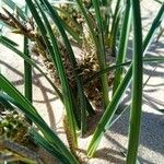 Carex pumila Habitus