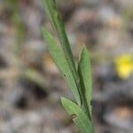 Linum trigynum Leaf