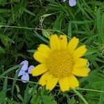 Glebionis segetum Flower