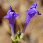 Scutellaria siphocampyloides 花