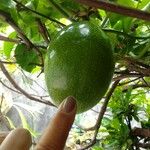 Passiflora edulis Fruit