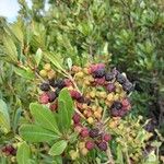 Myrica faya Fruit