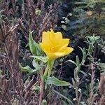 Oenothera stricta Blüte