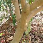 Capsicum frutescens 樹皮