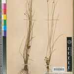 Cyperus limiticola Otro