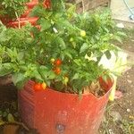 Capsicum chinenseFolha