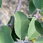 Grewia bicolor Leaf