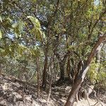 Zanthoxylum chalybeum आदत