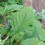 Amaranthus spinosus Feuille