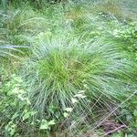 Carex × boenninghausiana