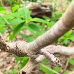 Oemleria cerasiformis Bark