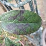 Holboellia latifolia Blatt