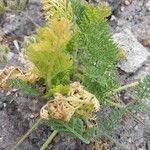 Daucus pumilus Jani