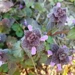 Lamium purpureumFleur