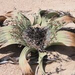 Welwitschia mirabilis Habitus