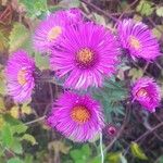 Symphyotrichum novae-angliae Bloem