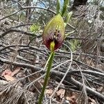 Cryptostylis erecta 花