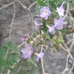 Campylanthus glaber Květ