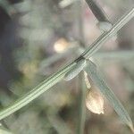 Asparagus horridus Blüte