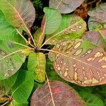 Cotinus coggygria Leaf