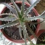 Dyckia encholirioides Hoja