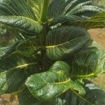 Palicourea rigida Leaf