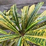 Codiaeum variegatumLeaf