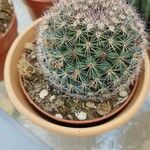 Mammillaria barbata Leht