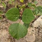 Erythrina berteroana Leaf