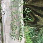 Seseli annuum Blatt