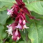 Leycesteria formosa Blüte