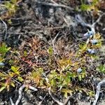 Vaccinium angustifolium Fruto