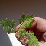 Artemisia annua পাতা