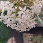 Acokanthera oppositifolia Flower