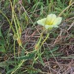 Monsonia longipes Flower