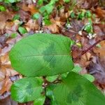 Persicaria chinensis برگ