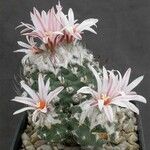 Turbinicarpus schmiedickeanus Характер