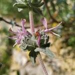 Salvia leucophylla Blodyn