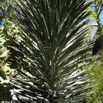 Yucca filifera برگ