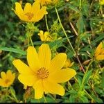 Bidens aristosa Flower